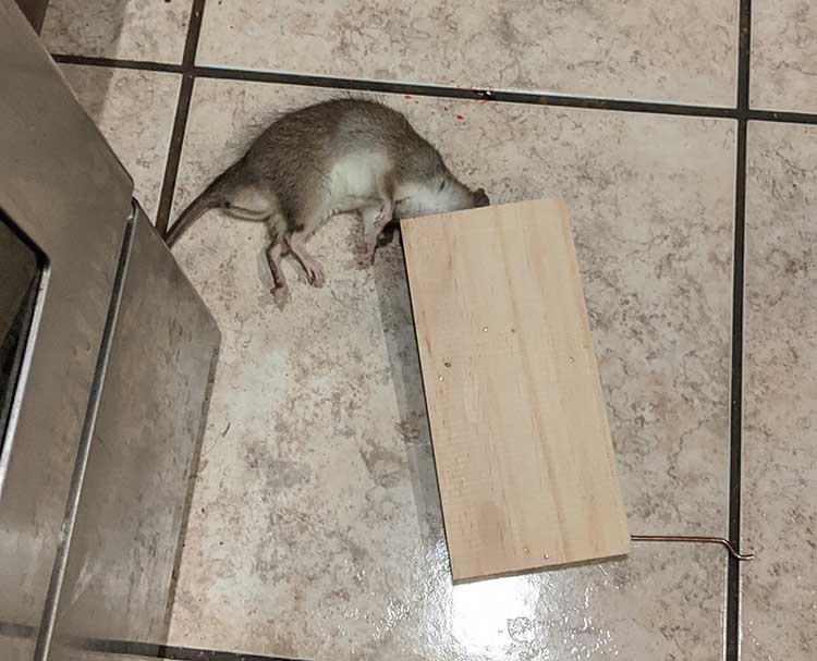 trapped rat